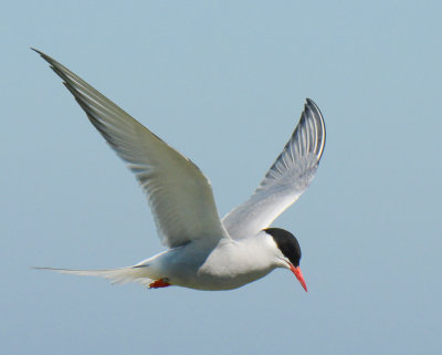 Arctic Tern 