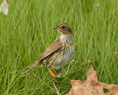 Saltmarsh Sparrow