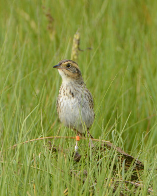 Saltmarsh Sparrow