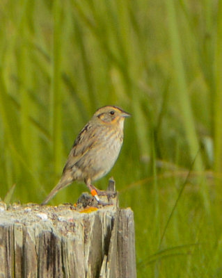 Nelson's Sparrow