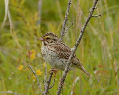 Savannah Sparrow