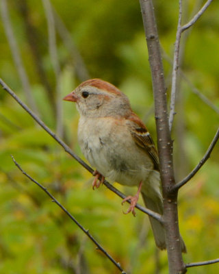 Field Sparrow
