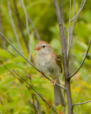 Field Sparrow