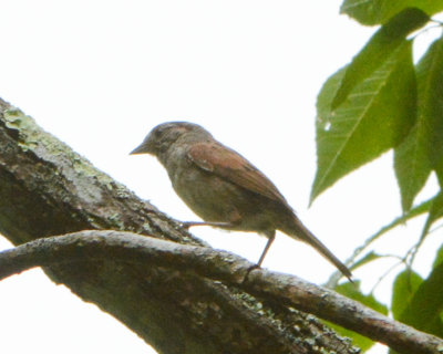 Swamp Sparrow