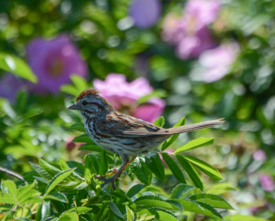 Song Sparrow