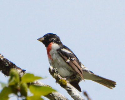 Rose-breasted Grosbeak