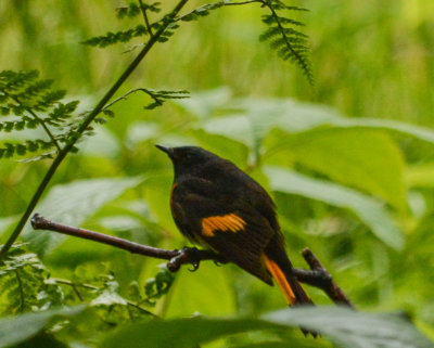 American Redstart