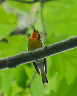 Blackburnian Warbler