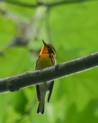 Blackburnian Warbler