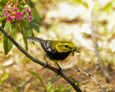 Black-throated Green Warbler