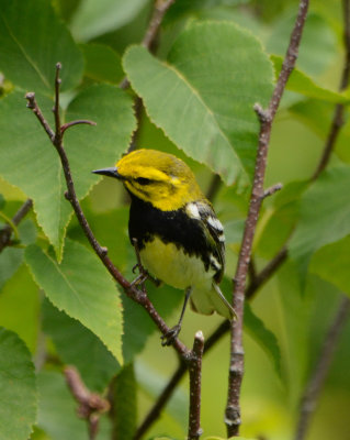 Black-throated Green Warbler