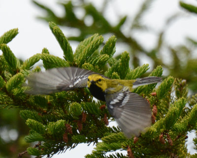 Black-throated Green Warbler