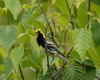 Black-throated Green Warbler