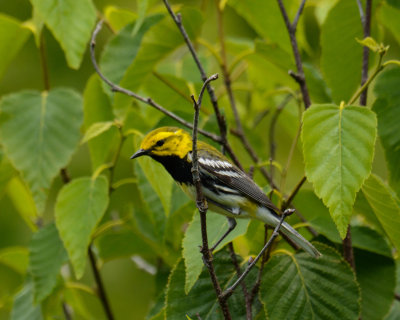 Black-throated Green Warbler