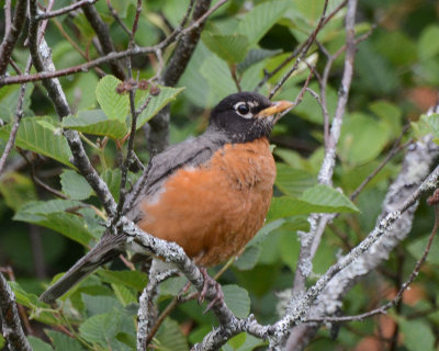 American Robin