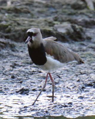 Southern Lapwing