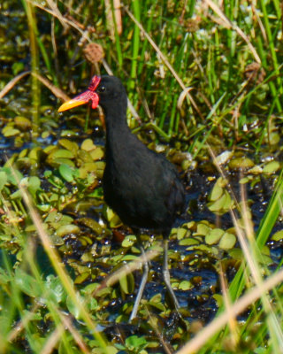 Wattled Jacana