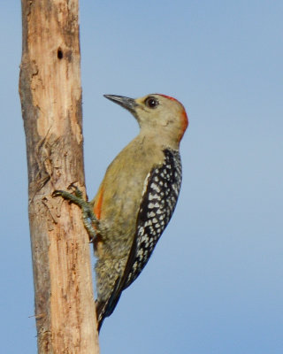 Red-crowned Woodpecker