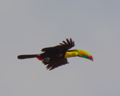 Keel-billed Toucan