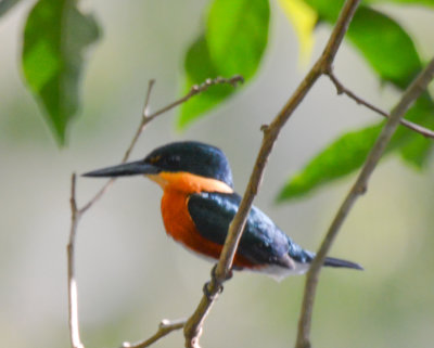 Green and Rufous Kingfisher