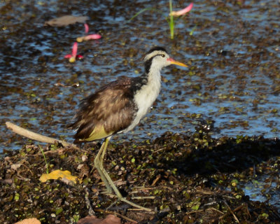 Wattled Jacana