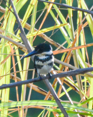 Green Kingfisher