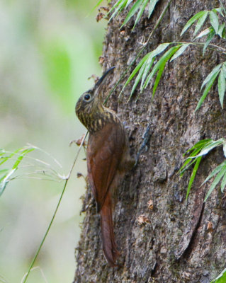 Cocoa Woodcreeper