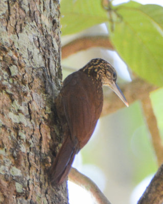 Woodcreepers and Ovenbirds