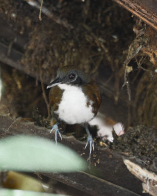 Bicolored Antbird