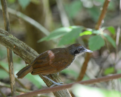 Bicolored Antbird 