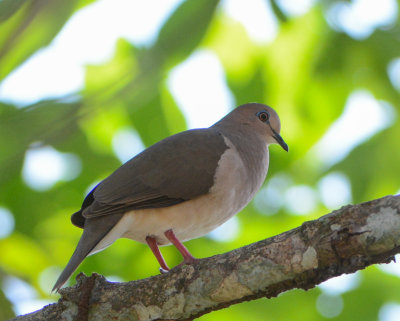 White-tipped Dove