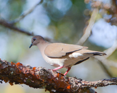 White-tipped Dove