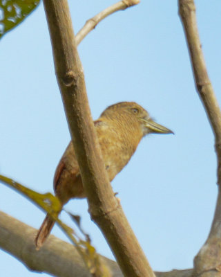 Barred Puffbird