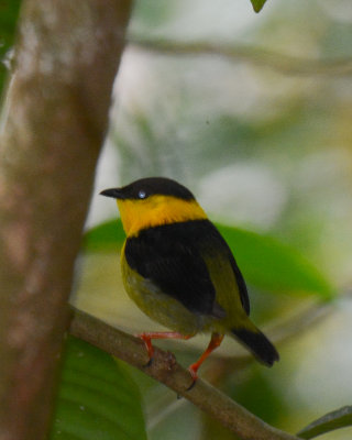 Golden-collared Manakin