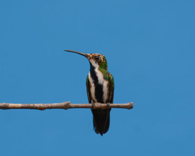 Black-throated Mango 