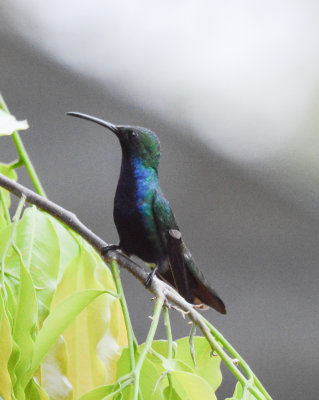 Black-throated Mango