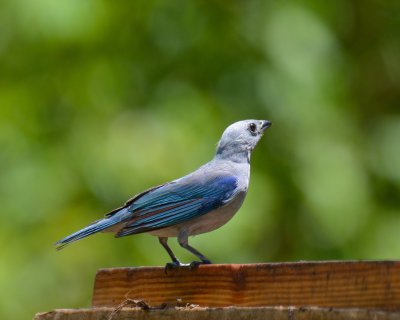 Blue-gray Tanager