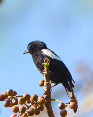White-shouldered Tanager