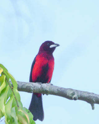 Crimson-backed Tanager