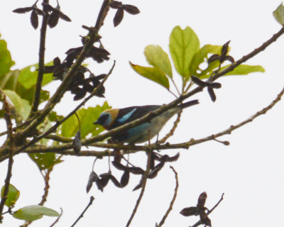 Golden-headed Tanager