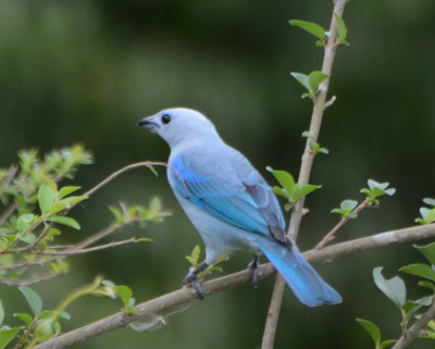 Blue-gray Tanager