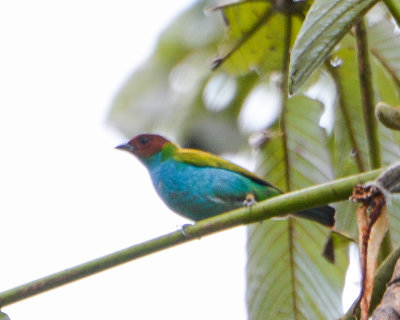 Bay-headed Tanager