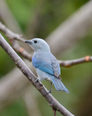 Blue-gray Tanager