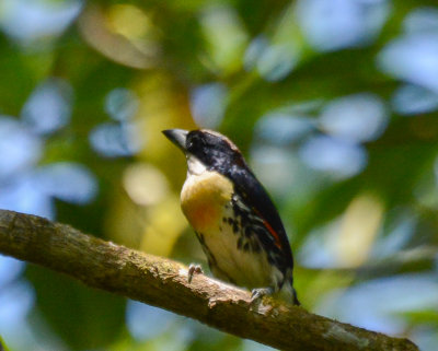 New World Barbets