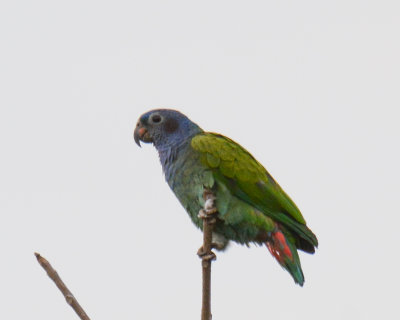 Blue-headed Parrot