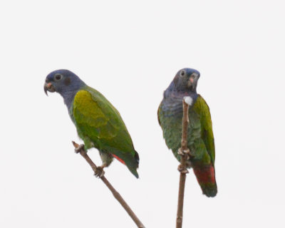 Blue-headed Parrot