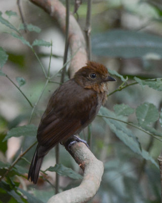 Thrush-like Schiffornis