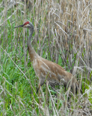 Sandhill Crane