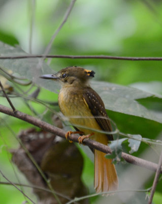 Royal Flycatcher