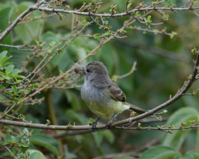 Panama Flycatcher